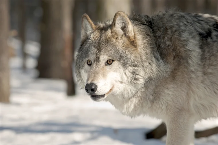 More death and suffering for wolves if Secretary Haaland continues to delay