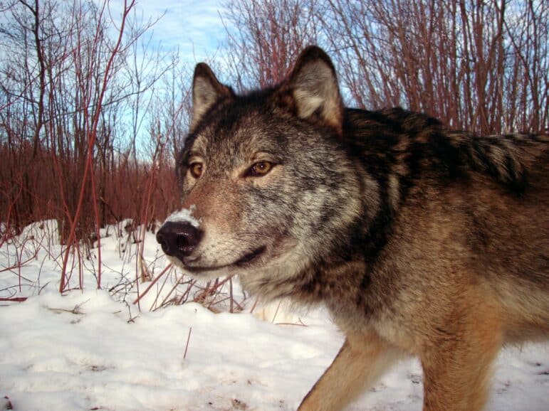 wolf news: colorado on track for “paws on the ground”