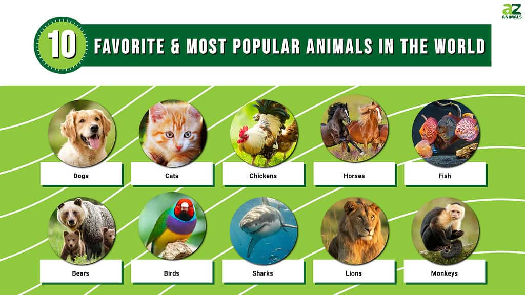 The World’s 10 Favorite And Most Popul...