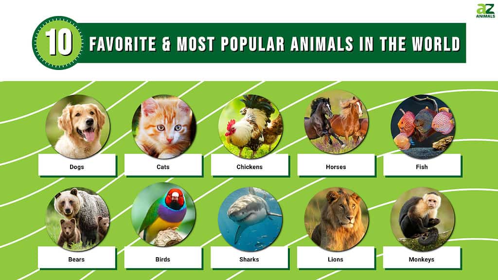 The World’s 10 Favorite and Most Popular Animals in 2024