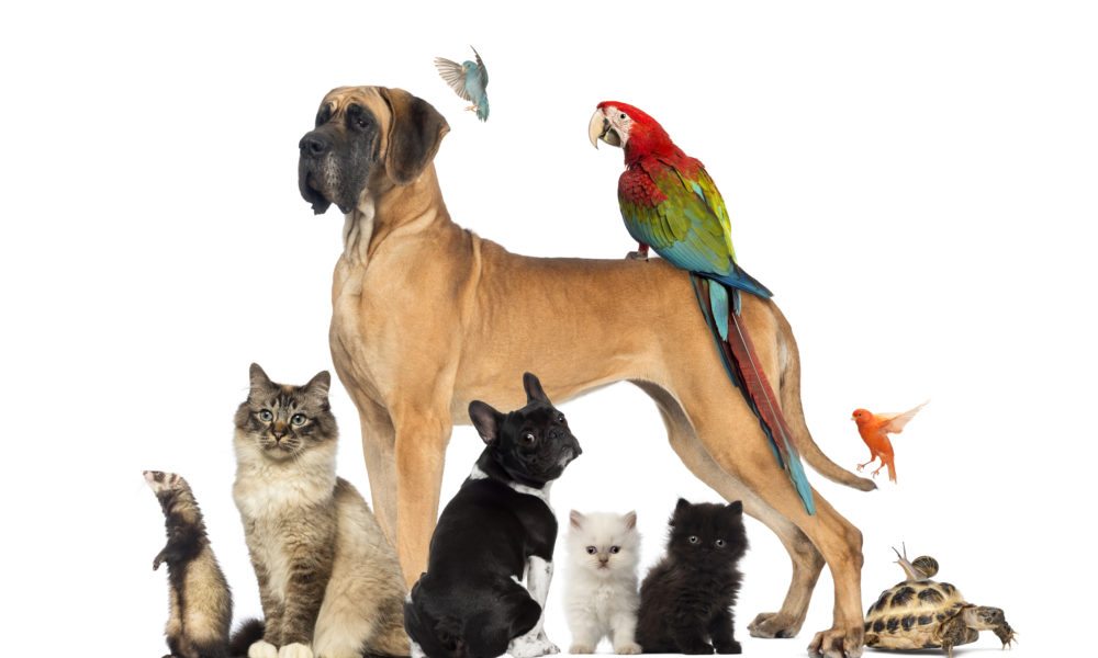 what are the most common and popular pets in the