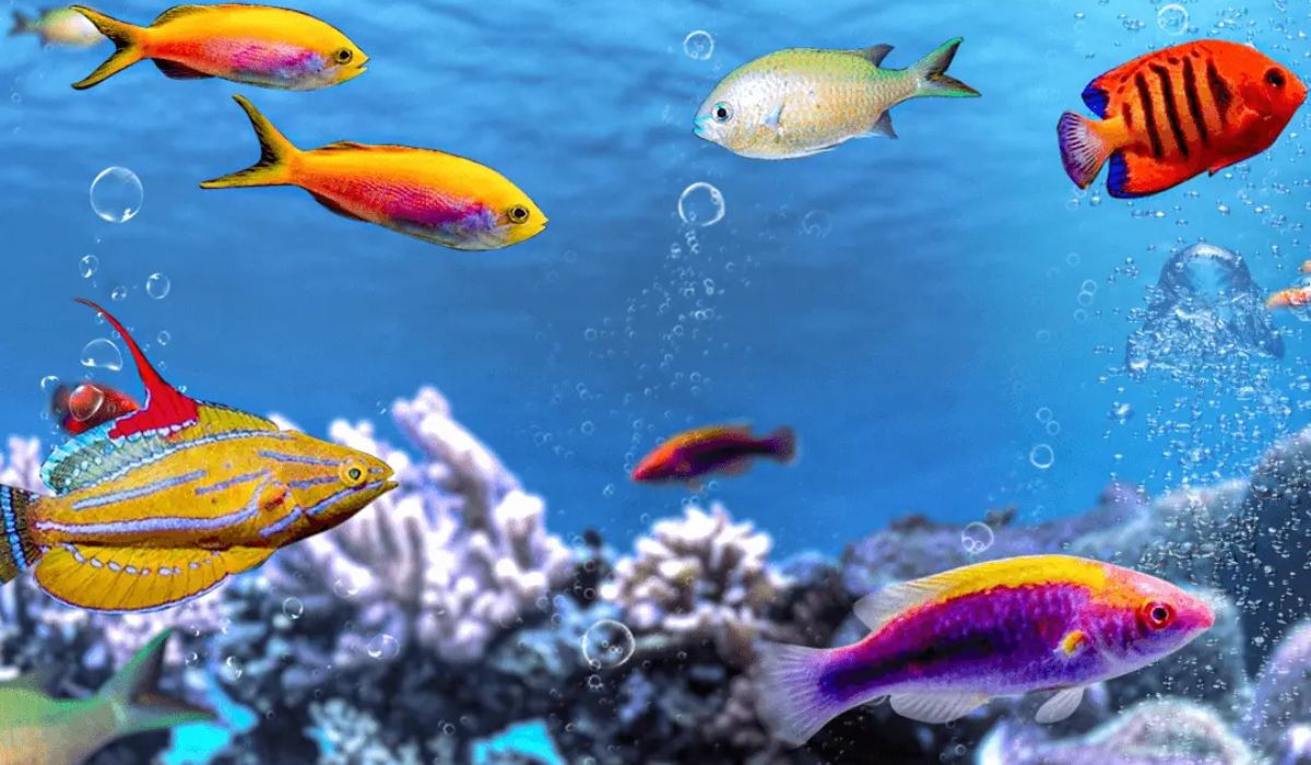Saltwater Fish That Love Reefs – Top Reef-Friendly Species for Aquariums 