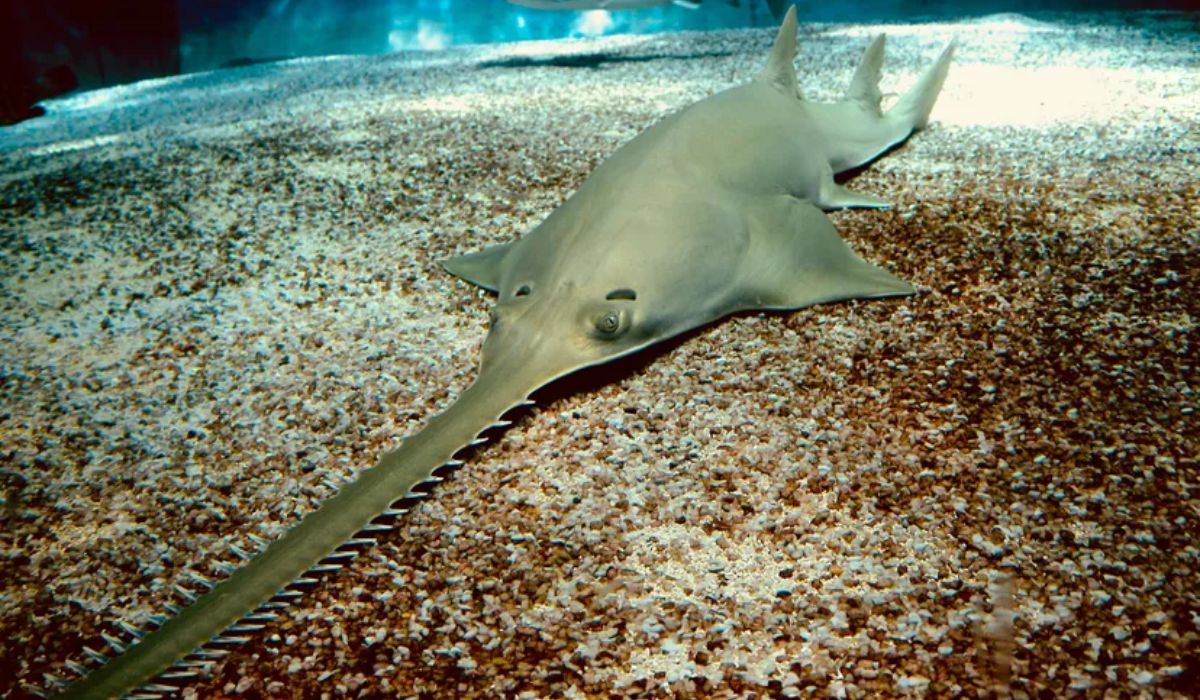 Most Dangerous Sea Creatures in the World