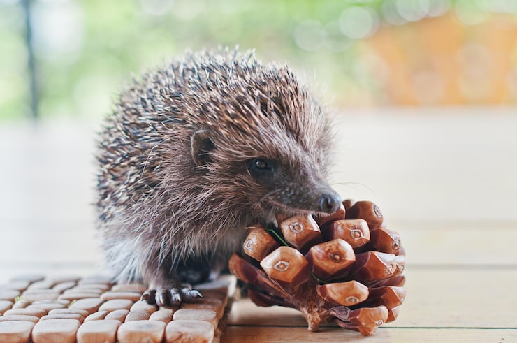 A tiny hedgehog curled into a ball, showing how these cute animals can carry hidden biohazards like salmonella.
